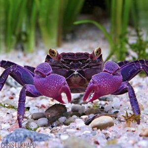 Meet your Posher, Lawrence